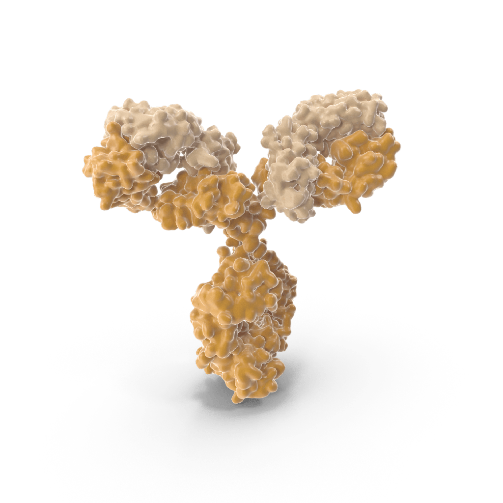 	
Arabinogalactan-Protein, AGP (monoclonal, clone JIM16)
